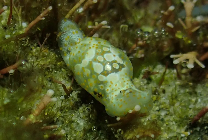 Oval Bubble Snail (Lamprohaminoea ovalis)