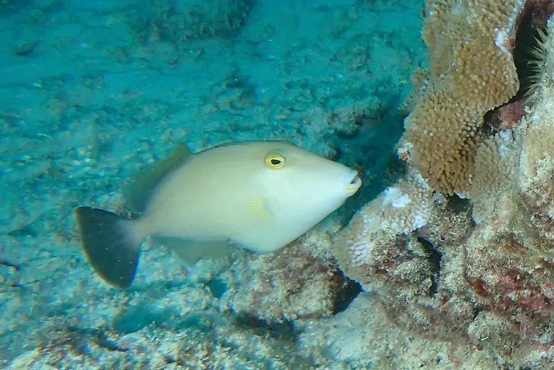 Bridled Trigger (Sufflamen fraenatum)