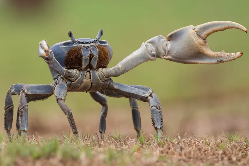 Blue Land Crab (Cardisoma guanhumi)