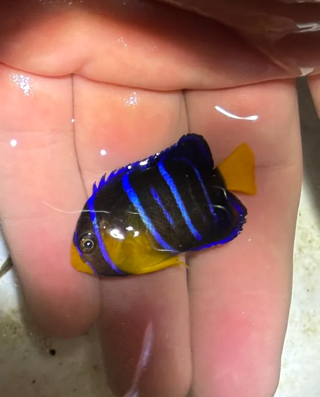Bermuda Angelfish (Holacanthus bermudensis)