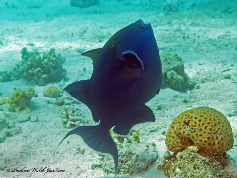 Blue Triggerfish (Pseudobalistes fuscus)