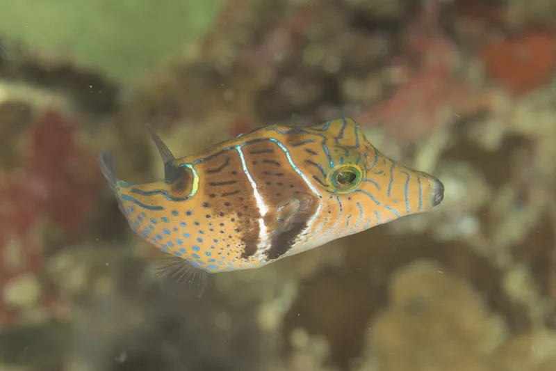 Toby (Canthigaster ocellicincta)