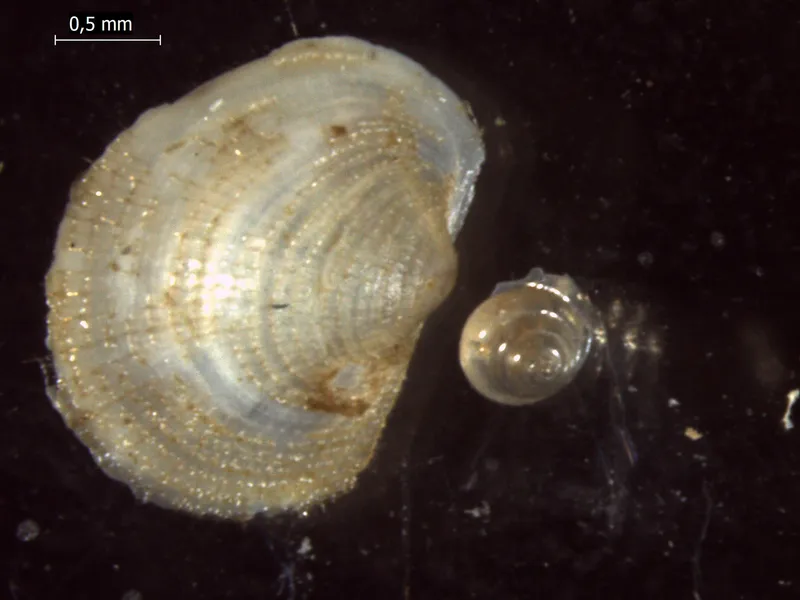 Comb Bathyark (Bathyarca pectunculoides)