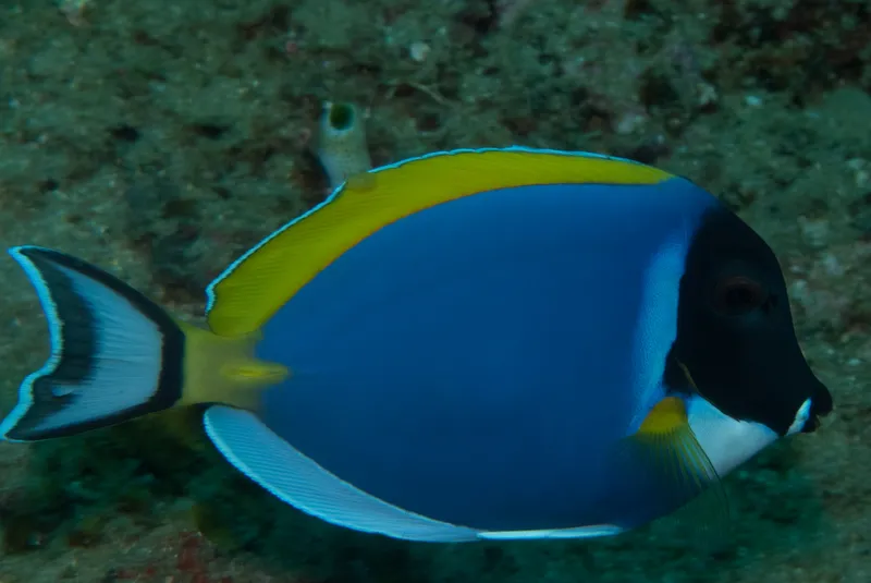 Powder-Blue Surgeonfish (Acanthurus leucosternon)