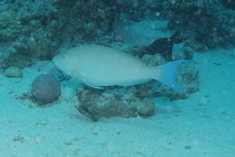 Candelamoa Parrotfish (Hipposcarus harid)