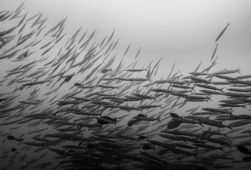Bigeye Barracuda (Sphyraena forsteri)
