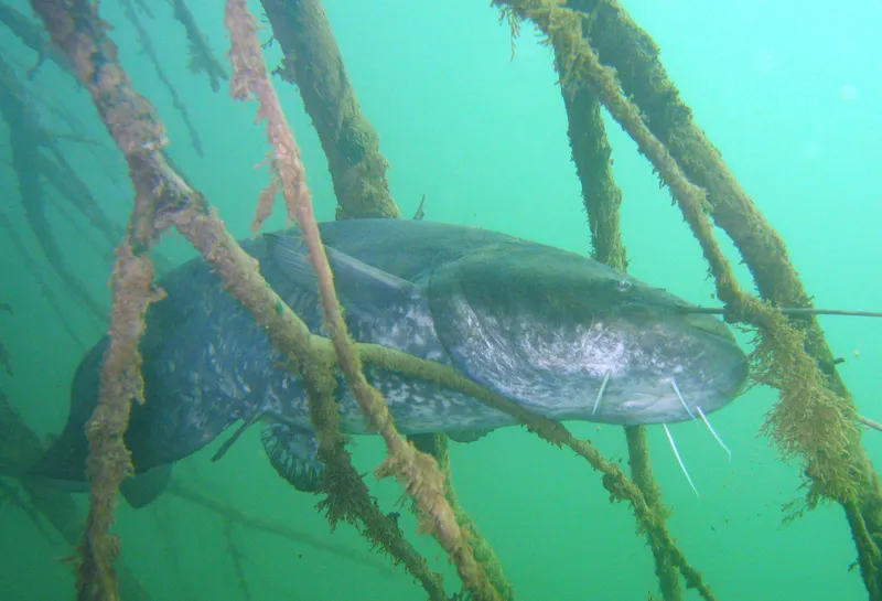 Danube Catfish (Silurus glanis)