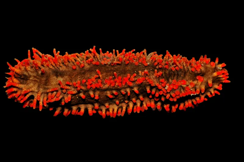Pigmy Sea Cucumber (Aslia pygmaea)