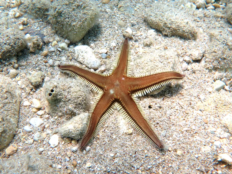 Astropecten bispinosus
