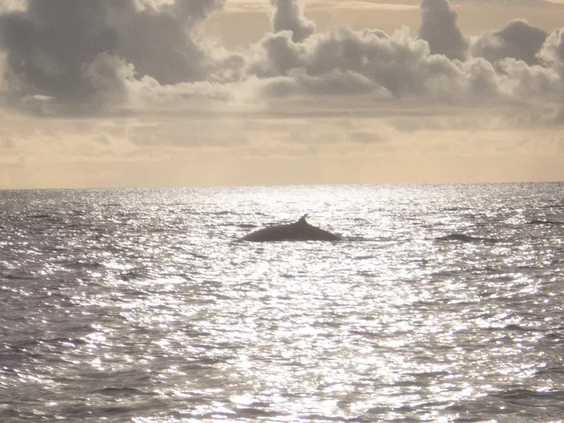 Bryde's Whale (Balaenoptera omurai)