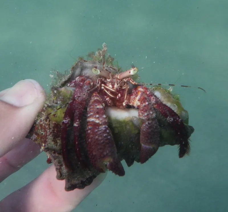 Giant Hermit (Petrochirus diogenes)