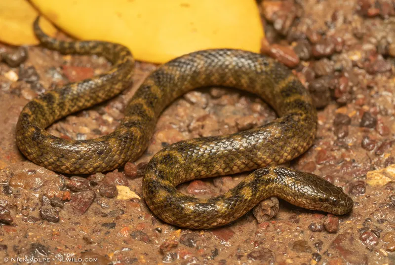 Richardson's Mangrove Snake (Myron richardsonii)