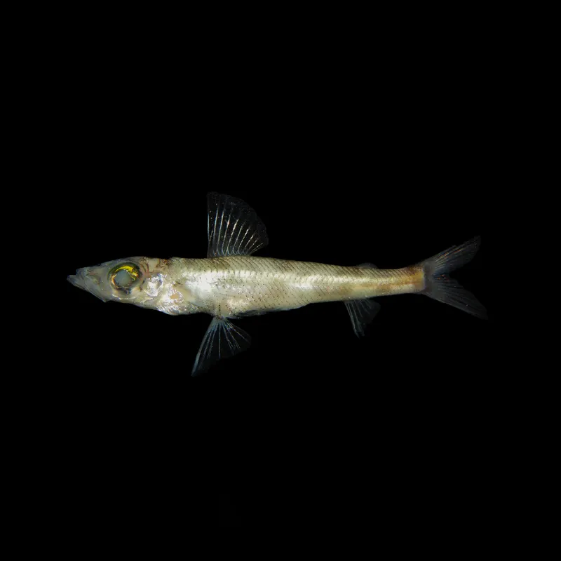 Shortnose Greeneye (Chlorophthalmus agassizi)