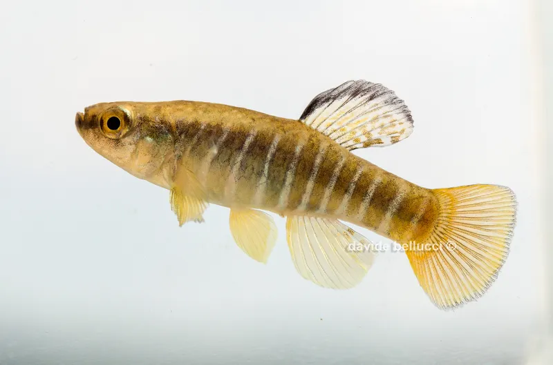 Mediterranean Toothcarp (Aphanius fasciatus)
