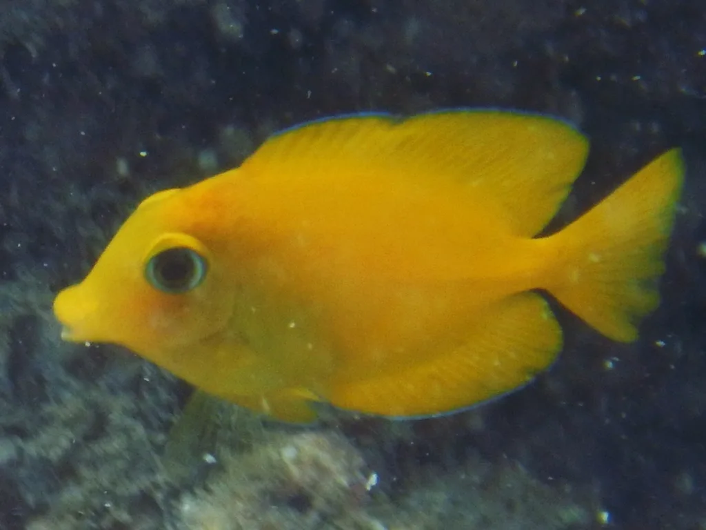 Indian Gold-Ring Bristle-Tooth (Ctenochaetus truncatus)
