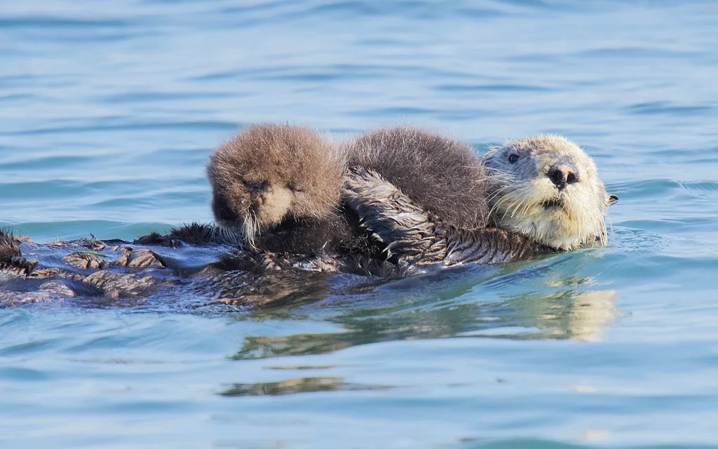 Sea Otter (Enhydra lutris)