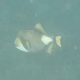 Titan Triggerfish (Balistoides viridescens)