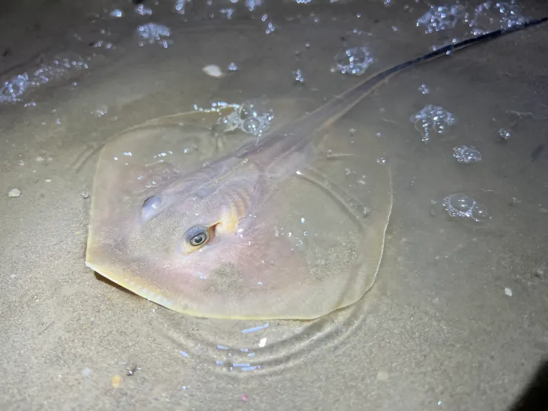 Blackfish Stingray (Hemitrygon navarrae)