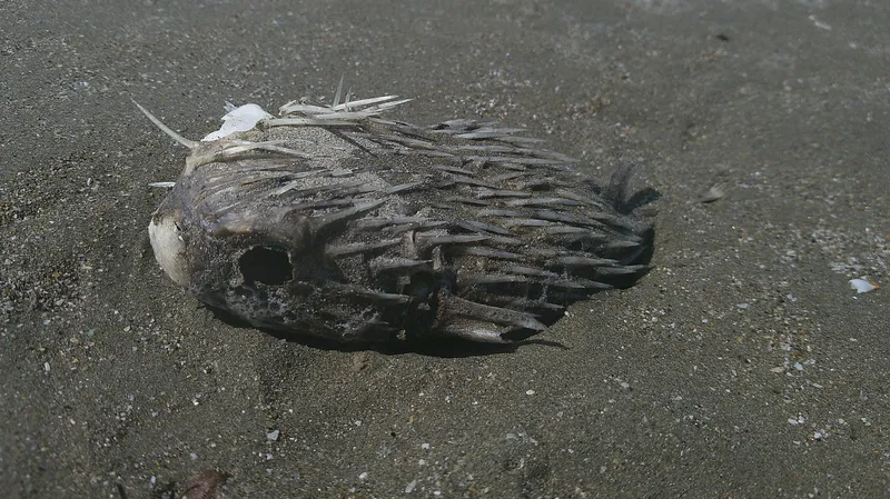 Balloonfish (Diodon holocanthus)