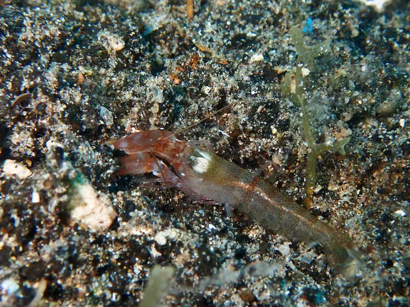 Mediterranean Snapping Prawn (Alpheus dentipes)