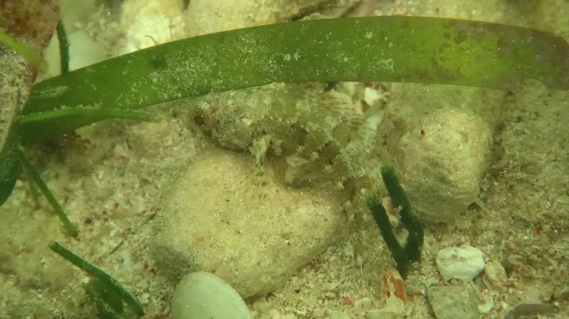 Goggle Eye Blenny (Gobioclinus gobio)