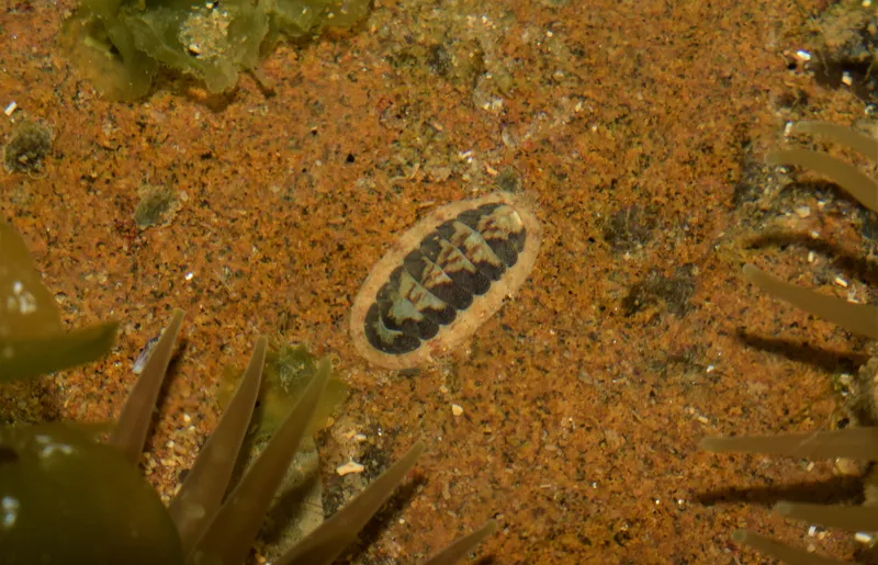 Ischnochiton striolatus