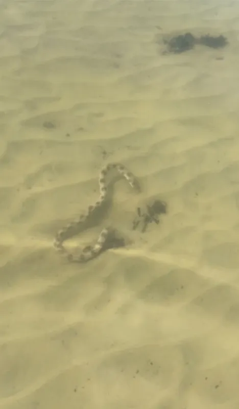 Goldspotted Eel (Myrichthys ocellatus)