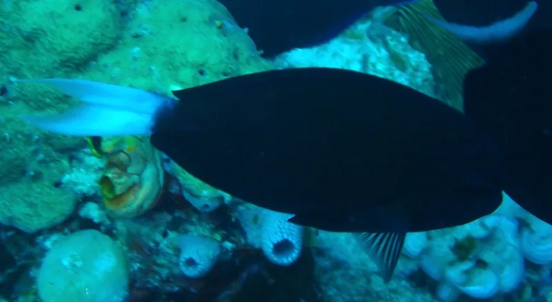 Thompson's Surgeonfish (Acanthurus thompsoni)