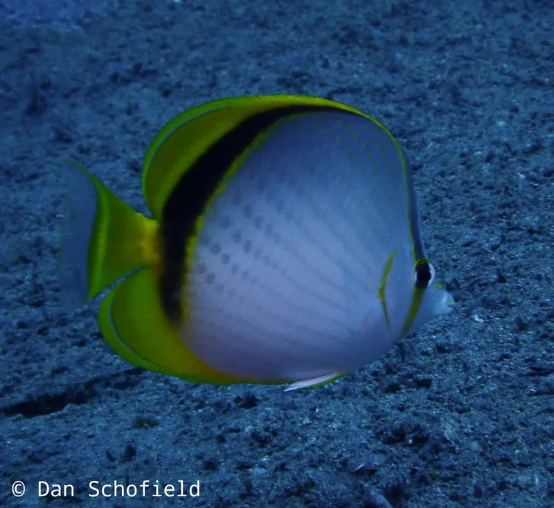 Moon Coralfish (Chaetodon selene)