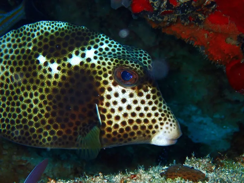 Spotted Trunkfish (Lactophrys bicaudalis)