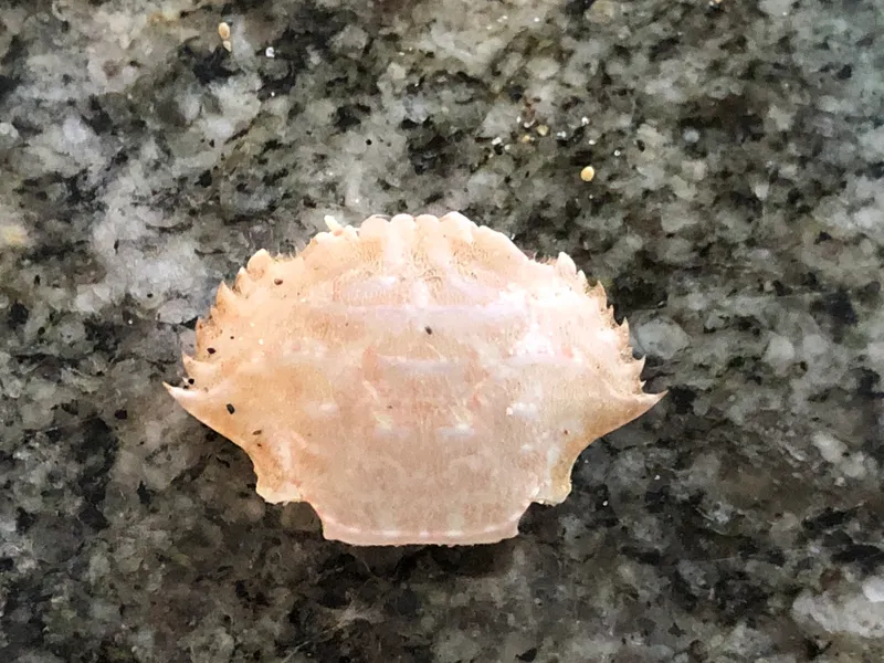 Crevice Sculling Crab (Achelous tumidulus)