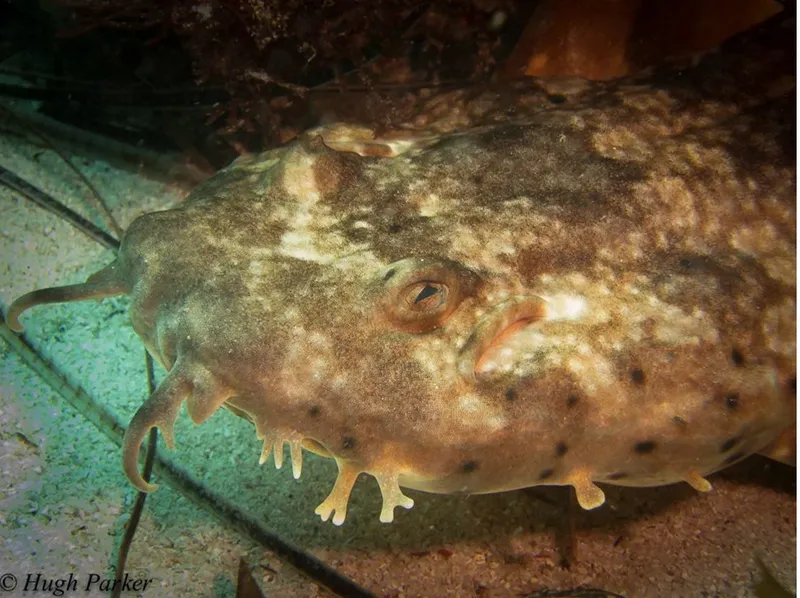 Wobbegong (Orectolobus floridus)
