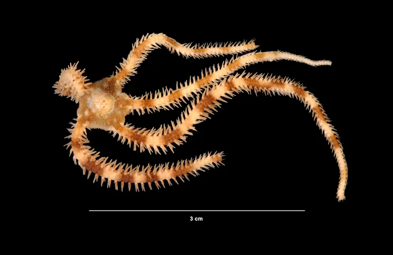 Banded Ophiocoma (Ophiocomella pumila)