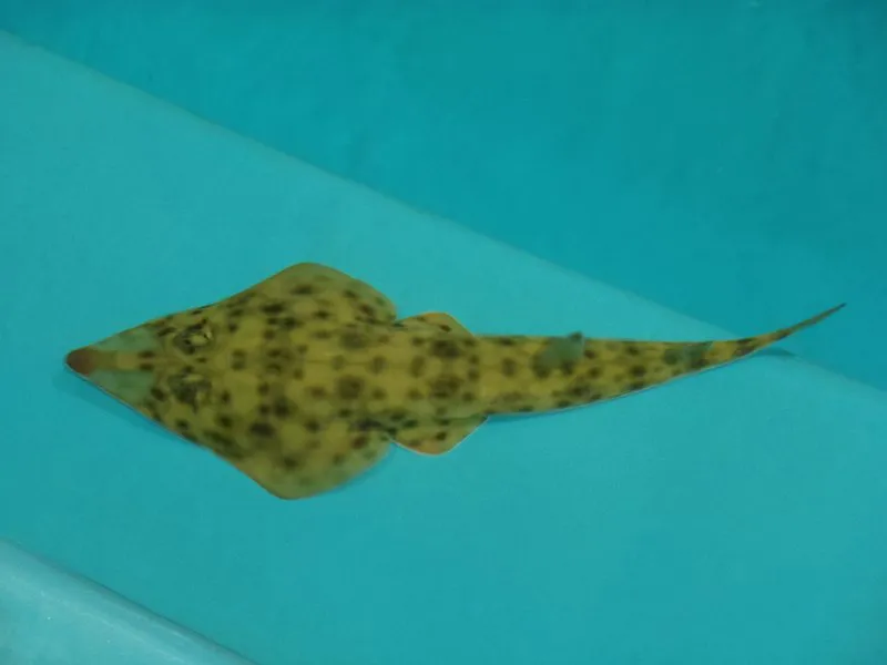 Austin's Guitarfish (Rhinobatos austini)