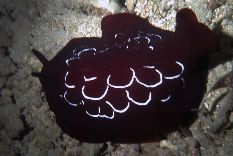 Forskal's Sidegill Slug (Pleurobranchus forskalii)
