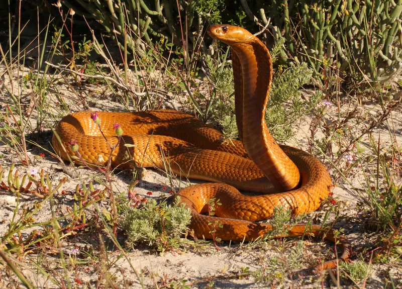 Egyptian Cobra (Naja haje)