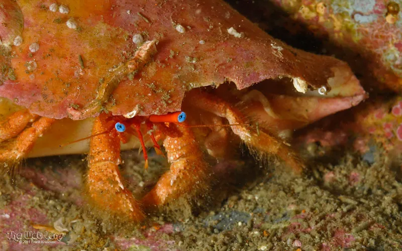 Blue-Eye Hermit (Paguristes sericeus)