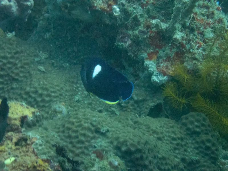 Dwarf Angelfish (Centropyge tibicen)