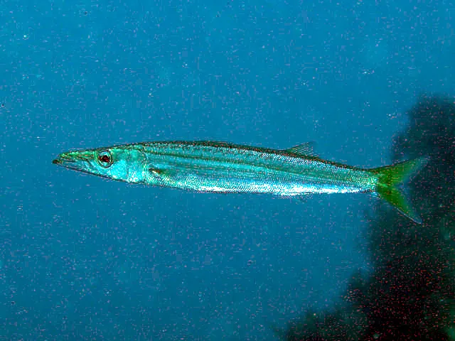 Barracuda (Sphyraena japonica)