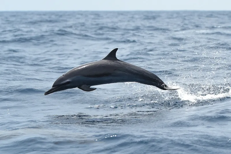 Pantropical Spotted Dolphin (Stenella attenuata)