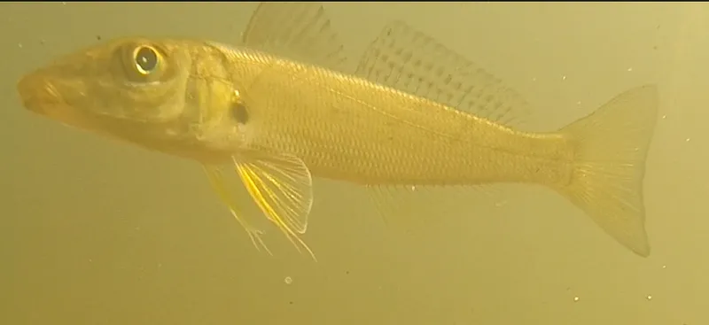 Sand Sillago (Sillago ciliata)