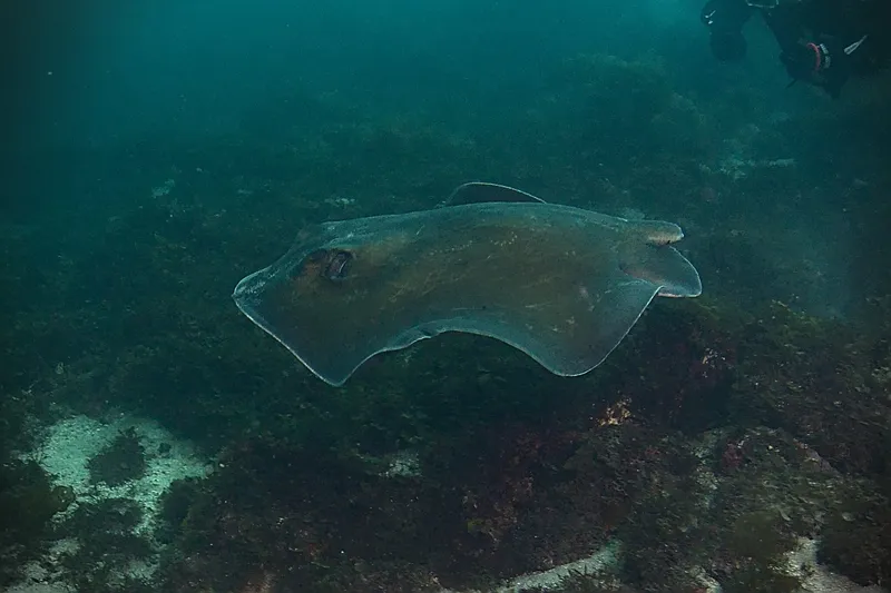 Izu Stingray (Hemitrygon izuensis)