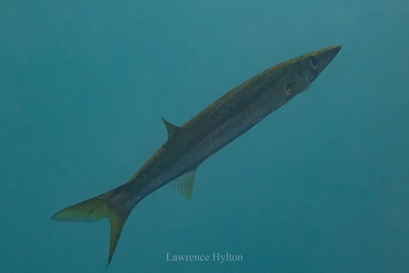 Barracuda (Sphyraena novaehollandiae)