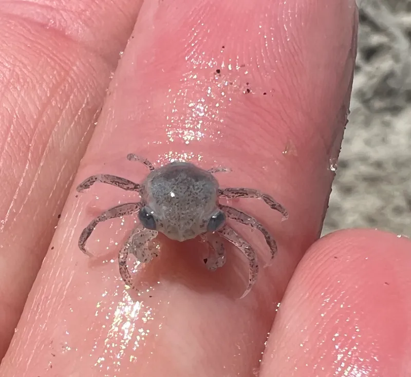 Atlantic Ghost Crab (Ocypode quadrata)