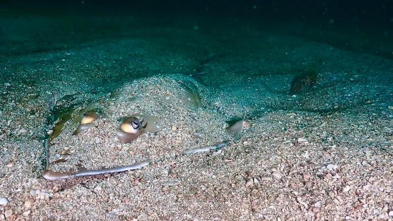 Gorgona Guitarfish (Pseudobatos prahli)
