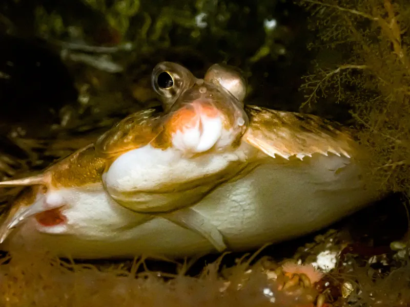 Lemon Sole (Microstomus kitt)
