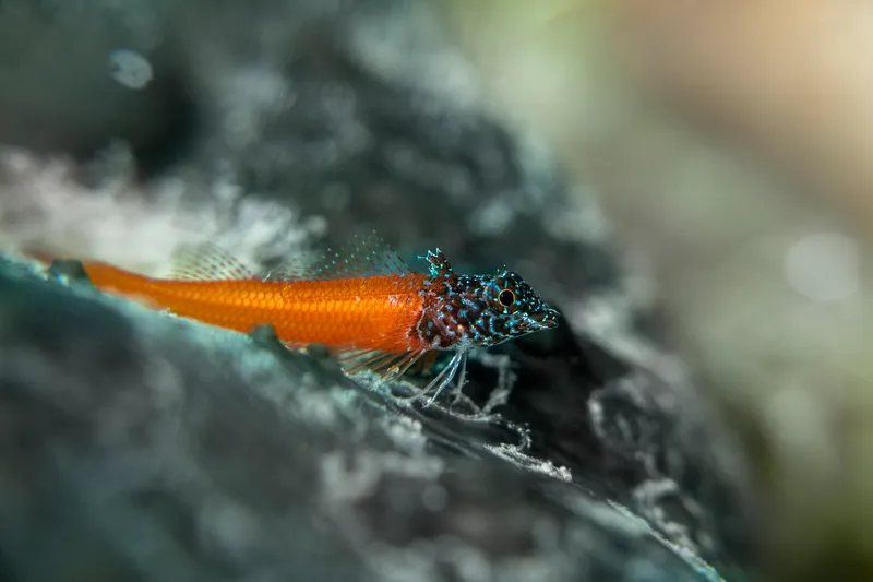 Black-Spotted Triplefin (Tripterygion melanurus)