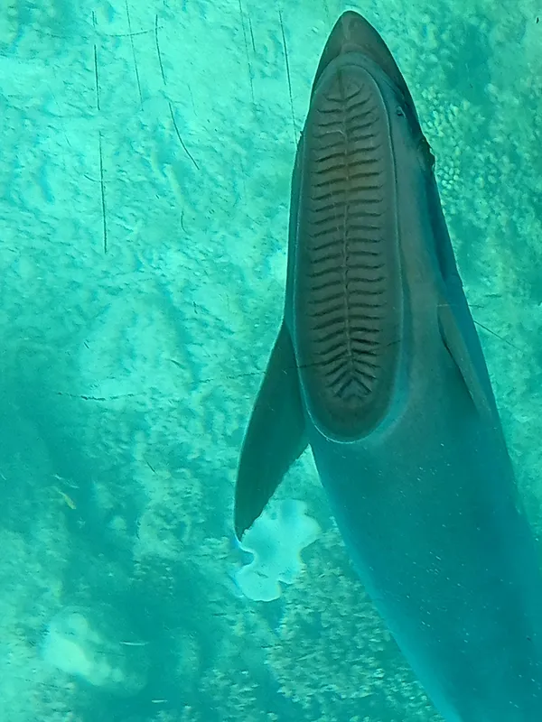 Live Sharksucker (Echeneis naucrates)