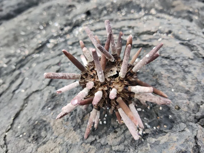 Slate Pencil Urchin (Eucidaris tribuloides)