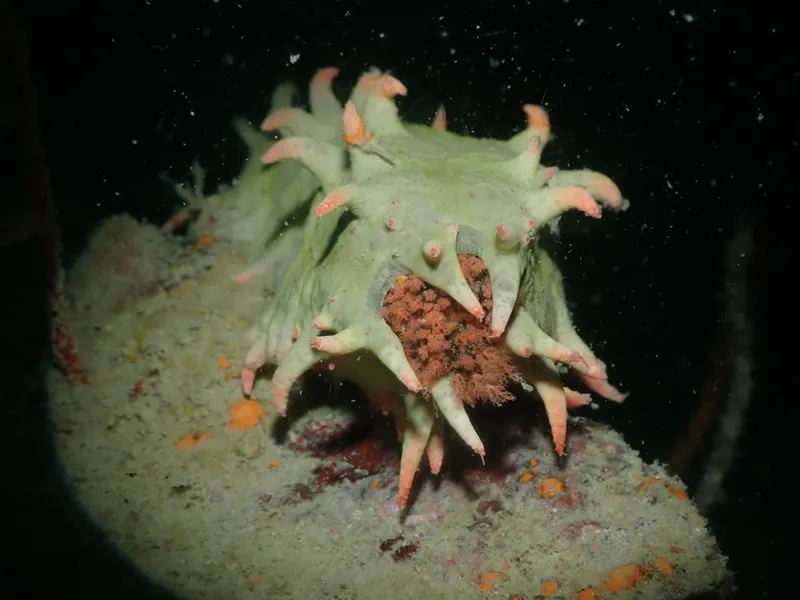 Thorny Sea Cucumber (Colochirus quadrangularis)